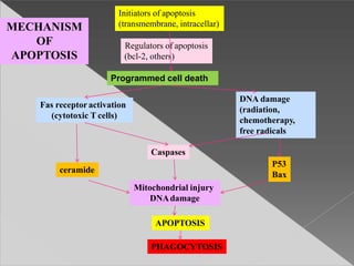 Initiators of apoptosis
(transmembrane, intracellar)
Regulators of apoptosis
(bcl-2, others)
Programmed cell death
Fas receptoractivation
(cytotoxic T cells)
DNA damage
(radiation,
chemotherapy,
free radicals
Caspases
ceramide
P53
Bax
Mitochondrial injury
DNAdamage
APOPTOSIS
PHAGOCYTOSIS
MECHANISM
OF
APOPTOSIS
 