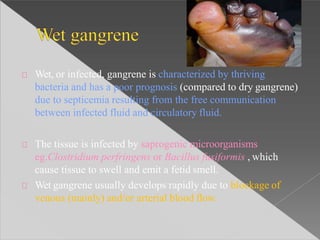 Wet, or infected, gangrene is characterized by thriving
bacteria and has a poor prognosis (compared to dry gangrene)
due to septicemia resulting from the free communication
between infected fluid and circulatory fluid.
The tissue is infected by saprogenic microorganisms
eg.Clostridium perfringens or Bacillus fusiformis , which
cause tissue to swell and emit a fetid smell.
Wet gangrene usually develops rapidly due to blockage of
venous (mainly) and/or arterial blood flow.
 
