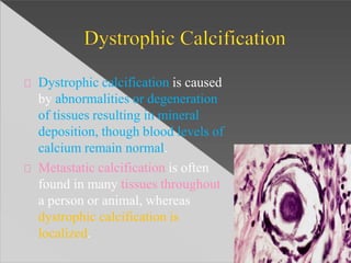 Dystrophic calcification is caused
by abnormalities or degeneration
of tissues resulting in mineral
deposition, though blood levels of
calcium remain normal.
Metastatic calcification is often
found in many tissues throughout
a person or animal, whereas
dystrophic calcification is
localized.
 