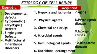 ETIOLOGY OF CELL INJURY
Genetic Acquired
1. Hypoxia and ischemia
2. Physical agents
3. Chemical and drugs
4. Microbial agents
5. Immunological agents
6. Nutritional derangement
7.Aging
8.Psychogenic
disease
9.Iatrogenic
causes
10.Idiopathic
diseases
1. Developmental
defects
2. Cytogenetic (
karyotype )
Defects
3. Single gene –
Defects
4. Multifactorial
Inheritance
Disorders
 
