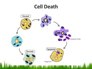 Cell injury, adaptations and death | PPTX