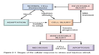 Cell Injury.pdf