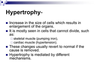 Hypertrophy-
 Increase in the size of cells which results in
enlargement of the organs.
 It is mostly seen in cells that cannot divide, such
as:
 skeletal muscle (pumping iron),
 cardiac muscle (hypertension).
 These changes usually revert to normal if the
cause is removed.
 Hypertrophy is mediated by different
mechanisms.
 