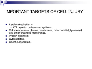 IMPORTANT TARGETS OF CELL INJURY
 Aerobic respiration –
 ATP depletion or decreased synthesis.
 Cell membranes - plasma membranes, mitochondrial, lysosomal
and other organelle membranes.
 Protein synthesis.
 Cytoskeleton.
 Genetic apparatus.
 