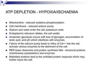ATP DEPLETION - HYPOXIA/ISCHAEMIA
 Mitochondria - reduced oxidative phosphorylation.
 Cell membrane - reduced sodium pump.
 Sodium and water enter the cell; potassium exits.
 Endoplasmic reticulum dilates, the cell swells.
 Anaerobic glycolysis occurs with loss of glycogen, accumulation of
lactic acid, acid pH which interferes with enzymes.
 Failure of the calcium pump leads to influx of Ca++ into the cell,
activate various enzymes to the detriment of the cell.
 RER loses ribosomes and protein synthesis falls - structural proteins
(membranes,cytoskeleton) and enzymes.
 Misfolded proteins lead to the unfolded protein response which may
further injure the cell.
 
