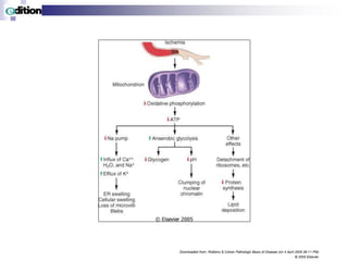 Downloaded from: Robbins & Cotran Pathologic Basis of Disease (on 4 April 2005 06:11 PM)
© 2005 Elsevier
 