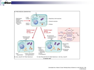 Downloaded from: Robbins & Cotran Pathologic Basis of Disease (on 4 April 2005 06:11 PM)
© 2005 Elsevier
 