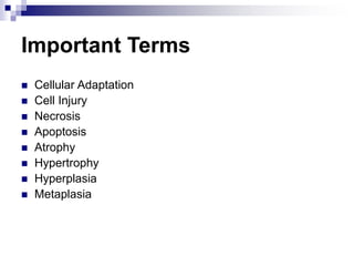 Important Terms
 Cellular Adaptation
 Cell Injury
 Necrosis
 Apoptosis
 Atrophy
 Hypertrophy
 Hyperplasia
 Metaplasia
 