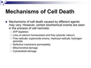 Mechanisms of Cell Death
 Mechanisms of cell death caused by different agents
may vary. However, certain biochemical events are seen
in the process of cell necrosis:
 ATP depletion
 Loss of calcium homeostasis and free cytosolic calcium
 Free radicals: superoxide anions, Hydroxyl radicals, hydrogen
peroxide
 Defective membrane permeability
 Mitochondrial damage
 Cytoskeletal damage
 