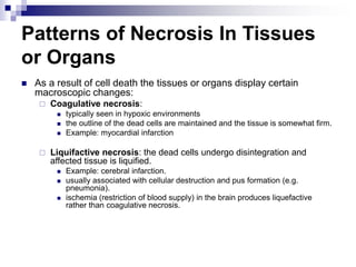 Patterns of Necrosis In Tissues
or Organs
 As a result of cell death the tissues or organs display certain
macroscopic changes:
 Coagulative necrosis:
 typically seen in hypoxic environments
 the outline of the dead cells are maintained and the tissue is somewhat firm.
 Example: myocardial infarction
 Liquifactive necrosis: the dead cells undergo disintegration and
affected tissue is liquified.
 Example: cerebral infarction.
 usually associated with cellular destruction and pus formation (e.g.
pneumonia).
 ischemia (restriction of blood supply) in the brain produces liquefactive
rather than coagulative necrosis.
 