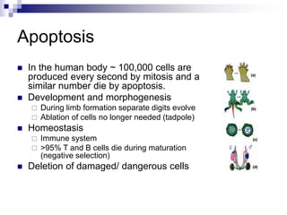 Apoptosis
 In the human body ~ 100,000 cells are
produced every second by mitosis and a
similar number die by apoptosis.
 Development and morphogenesis
 During limb formation separate digits evolve
 Ablation of cells no longer needed (tadpole)
 Homeostasis
 Immune system
 >95% T and B cells die during maturation
(negative selection)
 Deletion of damaged/ dangerous cells
 