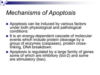 Mechanisms of Apoptosis
 Apoptosis can be induced by various factors
under both physiological and pathological
conditions:
 It is an energy-dependent cascade of molecular
events which include protein cleavage by a
group of enzymes (caspases), protein cross-
linking, DNA breakdown.
 Apoptosis is regulated by a large family of genes
some of which are inhibitory (bcl-2) and some
are stimulatory (bax).
 