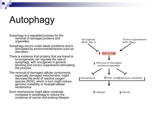 Autophagy
Autophagy is a regulated process for the
removal of damaged proteins and
organelles.
Autophagy occurs under basal conditions and is
stimulated by environmental factors such as
starvation.
There is evidence that proteins that are linked to
tumorigenesis can regulate the rate of
autophagy, with oncogenes in general
blocking and tumour suppressors stimulating
the process.
The removal of damaged cellular components,
especially damaged mitochondria, might
decrease the level of reactive oxygen
species (ROS), which in turn might reduce
genomic instability or forestall cellular
senescence.
Such mechanisms might allow moderate
increases in autophagy to reduce the
incidence of cancer and prolong lifespan.
 