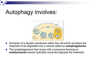 Autophagy involves:
 formation of a double membrane within the cell which envelops the
materials to be degraded into a vesicle called an autophagosome.
 The autophagosome then fuses with a lysosome forming an
autolysosome whose hydrolytic enzymes degrade the materials.
 