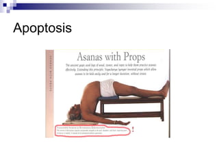 Apoptosis
 