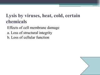 Lysis by viruses, heat, cold, certain
chemicals
Effects of cell membrane damage
a. Loss of structural integrity
b. Loss of cellular function
 