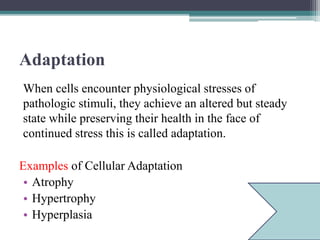 Adaptation
When cells encounter physiological stresses of
pathologic stimuli, they achieve an altered but steady
state while preserving their health in the face of
continued stress this is called adaptation.
Examples of Cellular Adaptation
• Atrophy
• Hypertrophy
• Hyperplasia
 