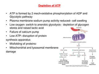 mech of cell injury, adaptation, necrosis.ppt