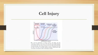 Cell Injury ppt reversible and irreversible injury | PPTX
