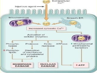 Basic Principles of Cell injury and Adaptation: Homeostasis, Components ...