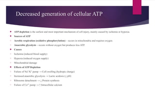 Decreased generation of cellular ATP
 ATP depletion is the earliest and most important mechanism of cell injury, mainly caused by ischemia or hypoxia.
 Sources of ATP
o Aerobic respiration (oxidative phosphorylation) – occurs in mitochondria and requires oxygen.
o Anaerobic glycolysis – occurs without oxygen but produces less ATP.
 Causes
o Ischemia (reduced blood supply)
o Hypoxia (reduced oxygen supply)
o Mitochondrial damage
 Effects of ATP Depletion
o Failure of Na /K pump → Cell swelling (hydropic change)
⁺ ⁺
o Increased anaerobic glycolysis → Lactic acidosis (↓ pH)
o Ribosome detachment → ↓ Protein synthesis
o Failure of Ca² pump → ↑ Intracellular calcium
⁺
 