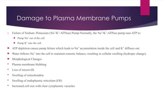 Damage to Plasma Membrane Pumps
1. Failure of Sodium–Potassium (Na /K -ATPase) Pump-Normally, the Na /K -ATPase pump uses ATP to:
⁺ ⁺ ⁺ ⁺
 Pump Na out of the cell.
⁺
 Pump K into the cell.
⁺
 ATP depletion causes pump failure which leads to Na accumulation inside the cell and K diffuses out.
⁺ ⁺
 Water follows Na into the cell to maintain osmotic balance, resulting in cellular swelling (hydropic change).
⁺
 Morphological Changes
 Plasma membrane blebbing
 Loss of microvilli
 Swelling of mitochondria
 Swelling of endoplasmic reticulum (ER)
 Increased cell size with clear cytoplasmic vacuoles
 