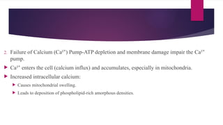 2. Failure of Calcium (Ca² ) Pump-ATP depletion and membrane damage impair the Ca²
⁺ ⁺
pump.
 Ca² enters the cell (calcium influx) and accumulates, especially in mitochondria.
⁺
 Increased intracellular calcium:
 Causes mitochondrial swelling.
 Leads to deposition of phospholipid-rich amorphous densities.
 
