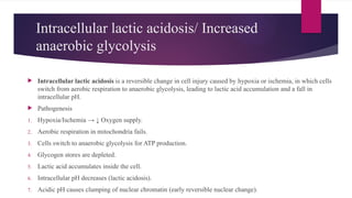 Intracellular lactic acidosis/ Increased
anaerobic glycolysis
 Intracellular lactic acidosis is a reversible change in cell injury caused by hypoxia or ischemia, in which cells
switch from aerobic respiration to anaerobic glycolysis, leading to lactic acid accumulation and a fall in
intracellular pH.
 Pathogenesis
1. Hypoxia/Ischemia → ↓ Oxygen supply.
2. Aerobic respiration in mitochondria fails.
3. Cells switch to anaerobic glycolysis for ATP production.
4. Glycogen stores are depleted.
5. Lactic acid accumulates inside the cell.
6. Intracellular pH decreases (lactic acidosis).
7. Acidic pH causes clumping of nuclear chromatin (early reversible nuclear change).
 