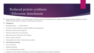 Reduced protein synthesis
/ Ribosome detachment
 Reduced protein synthesis is a reversible change in cell injury caused by prolonged hypoxia, resulting in damage to the rough endoplasmic reticulum
(RER) and Golgi apparatus, leading to impaired protein production.
 Pathogenesis
1. Prolonged hypoxia → ↓ ATP production.
2. Swelling of rough endoplasmic reticulum (RER) and Golgi apparatus.
3. Ribosomes detach from the rough ER.
4. Polysomes break down into monosomes.
5. Ribosomes become dispersed in the cytoplasm.
6. Protein synthesis decreases.
7. Golgi apparatus also shows reduced protein synthesis.
 Ultrastructural Changes
1. Loss of microvilli
2. Membrane blebbing
3. Loss of intramembranous particles
4. Formation of myelin figures (membranous whorls from damaged plasma and organelle membranes)
 