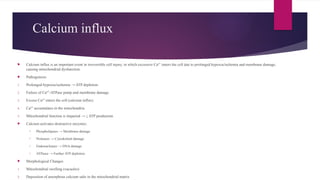 Calcium influx
 Calcium influx is an important event in irreversible cell injury, in which excessive Ca² enters the cell due to prolonged hypoxia/ischemia and membrane damage,
⁺
causing mitochondrial dysfunction.
 Pathogenesis
1. Prolonged hypoxia/ischemia → ATP depletion.
2. Failure of Ca² -ATPase pump and membrane damage.
⁺
3. Excess Ca² enters the cell (calcium influx).
⁺
4. Ca² accumulates in the mitochondria.
⁺
5. Mitochondrial function is impaired → ↓ ATP production.
 Calcium activates destructive enzymes:
o Phospholipases → Membrane damage
o Proteases → Cytoskeletal damage
o Endonucleases → DNA damage
o ATPases → Further ATP depletion
 Morphological Changes
1. Mitochondrial swelling (vacuoles)
2. Deposition of amorphous calcium salts in the mitochondrial matrix
 