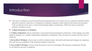 Introduction
 Cell injury is defined as structural and functional damage that occurs when cells are exposed to harmful stimuli
(physical, chemical, infectious, or biological), resulting in changes in their internal and external environment.
Cells can tolerate stress up to a certain limit through adaptive mechanisms. When the stress exceeds this
capacity, cell injury occurs.
 Cellular Responses to Cell Injury
1. Cellular Adaptation- Occurs when there is increased functional demand or mild stress. Cells undergo reversible
adaptive changes (e.g., atrophy, hypertrophy, hyperplasia, metaplasia). The cell returns to normal once the stress is
removed.
2. Reversible Cell Injury- Occurs due to mild to moderate injury. Structural and functional changes are temporary.
The cell recovers completely if the injurious stimulus is removed.
3. Irreversible Cell Injury- Occurs when the injury is severe or prolonged. The damage is permanent. Results
in cell death by necrosis or apoptosis.
 