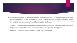  Activated endonucleases are enzymes activated by increased intracellular Ca² during irreversible cell injury.
⁺
They degrade nuclear DNA and nucleoproteins, causing DNA fragmentation and irreversible nuclear damage.
The damaged DNA activates pro-apoptotic proteins, triggering apoptosis and leading to irreversible cell injury
and cell death. Irreversible damage to the nucleus can be in three forms:
1. Pyknosis – Condensation and shrinkage of the nucleus, which becomes dark and basophilic (deep blue-purple).
2. Karyorrhexis – Fragmentation of the nucleus into small pieces dispersed in the cytoplasm.
3. Karyolysis – Dissolution (fading) of the nucleus due to DNA degradation.
 
