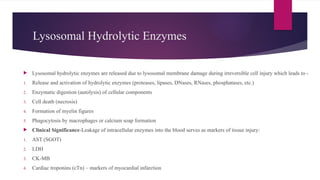 Lysosomal Hydrolytic Enzymes
 Lysosomal hydrolytic enzymes are released due to lysosomal membrane damage during irreversible cell injury which leads to -
1. Release and activation of hydrolytic enzymes (proteases, lipases, DNases, RNases, phosphatases, etc.)
2. Enzymatic digestion (autolysis) of cellular components
3. Cell death (necrosis)
4. Formation of myelin figures
5. Phagocytosis by macrophages or calcium soap formation
 Clinical Significance-Leakage of intracellular enzymes into the blood serves as markers of tissue injury:
1. AST (SGOT)
2. LDH
3. CK-MB
4. Cardiac troponins (cTn) – markers of myocardial infarction
 