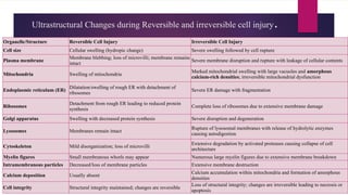 Ultrastructural Changes during Reversible and irreversible cell injury.
Organelle/Structure Reversible Cell Injury Irreversible Cell Injury
Cell size Cellular swelling (hydropic change) Severe swelling followed by cell rupture
Plasma membrane
Membrane blebbing; loss of microvilli; membrane remains
intact
Severe membrane disruption and rupture with leakage of cellular contents
Mitochondria Swelling of mitochondria
Marked mitochondrial swelling with large vacuoles and amorphous
calcium-rich densities; irreversible mitochondrial dysfunction
Endoplasmic reticulum (ER)
Dilatation/swelling of rough ER with detachment of
ribosomes
Severe ER damage with fragmentation
Ribosomes
Detachment from rough ER leading to reduced protein
synthesis
Complete loss of ribosomes due to extensive membrane damage
Golgi apparatus Swelling with decreased protein synthesis Severe disruption and degeneration
Lysosomes Membranes remain intact
Rupture of lysosomal membranes with release of hydrolytic enzymes
causing autodigestion
Cytoskeleton Mild disorganization; loss of microvilli
Extensive degradation by activated proteases causing collapse of cell
architecture
Myelin figures Small membranous whorls may appear Numerous large myelin figures due to extensive membrane breakdown
Intramembranous particles Decreased/loss of membrane particles Extensive membrane destruction
Calcium deposition Usually absent
Calcium accumulation within mitochondria and formation of amorphous
densities
Cell integrity Structural integrity maintained; changes are reversible
Loss of structural integrity; changes are irreversible leading to necrosis or
apoptosis
 