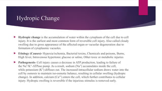 Hydropic Change
 Hydropic change is the accumulation of water within the cytoplasm of the cell due to cell
injury. It is the earliest and most common form of reversible cell injury. Also called cloudy
swelling due to gross appearance of the affected organ or vacuolar degeneration due to
formation of cytoplasmic vacuoles.
 Etiology (Causes)- Hypoxia/ischemia, Bacterial toxins, Chemicals and poisons, Burns,
High fever, Intravenous hypertonic glucose or saline, Other toxic or metabolic injuries
 Pathogenesis- Cell injury causes a decrease in ATP production, leading to failure of
the Na /K -ATPase pump. As a result, sodium (Na ) accumulates inside the cell,
⁺ ⁺ ⁺
while potassium (K ) diffuses out. The increased intracellular sodium draws water into the
⁺
cell by osmosis to maintain iso-osmotic balance, resulting in cellular swelling (hydropic
change). In addition, calcium (Ca² ) enters the cell, which further contributes to cellular
⁺
injury. Hydropic swelling is reversible if the injurious stimulus is removed early.
 