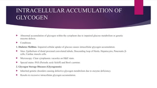 INTRACELLULAR ACCUMULATION OF
GLYCOGEN
 Abnormal accumulation of glycogen within the cytoplasm due to impaired glucose metabolism or genetic
enzyme defects.
 Conditions
1. Diabetes Mellitus- Impaired cellular uptake of glucose causes intracellular glycogen accumulation.
 Sites: Epithelium of distal proximal convoluted tubule, Descending loop of Henle, Hepatocytes, Pancreatic β-
cells, Cardiac muscle cells.
 Microscopy: Clear cytoplasmic vacuoles on H&E stain.
 Special stains: PAS (Periodic acid–Schiff) and Best's carmine.
2. Glycogen Storage Diseases (Glycogenosis)
 Inherited genetic disorders causing defective glycogen metabolism due to enzyme deficiency.
 Results in excessive intracellular glycogen accumulation.
 