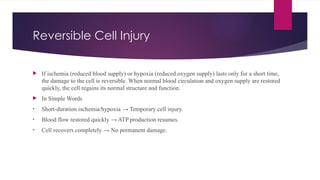 Reversible Cell Injury
 If ischemia (reduced blood supply) or hypoxia (reduced oxygen supply) lasts only for a short time,
the damage to the cell is reversible. When normal blood circulation and oxygen supply are restored
quickly, the cell regains its normal structure and function.
 In Simple Words
• Short-duration ischemia/hypoxia → Temporary cell injury.
• Blood flow restored quickly → ATP production resumes.
• Cell recovers completely → No permanent damage.
 