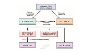 Cell injury death & adaptation