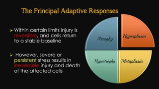 Cell injury death & adaptation