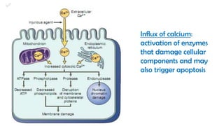 Cell injury death & adaptation
