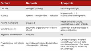 Cell injury death & adaptation