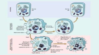 Cell injury death & adaptation
