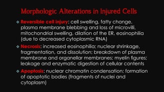 Cell injury death & adaptation