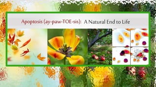 Cell injury death & adaptation