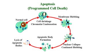Cell injury death & adaptation