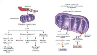 Cell injury death & adaptation