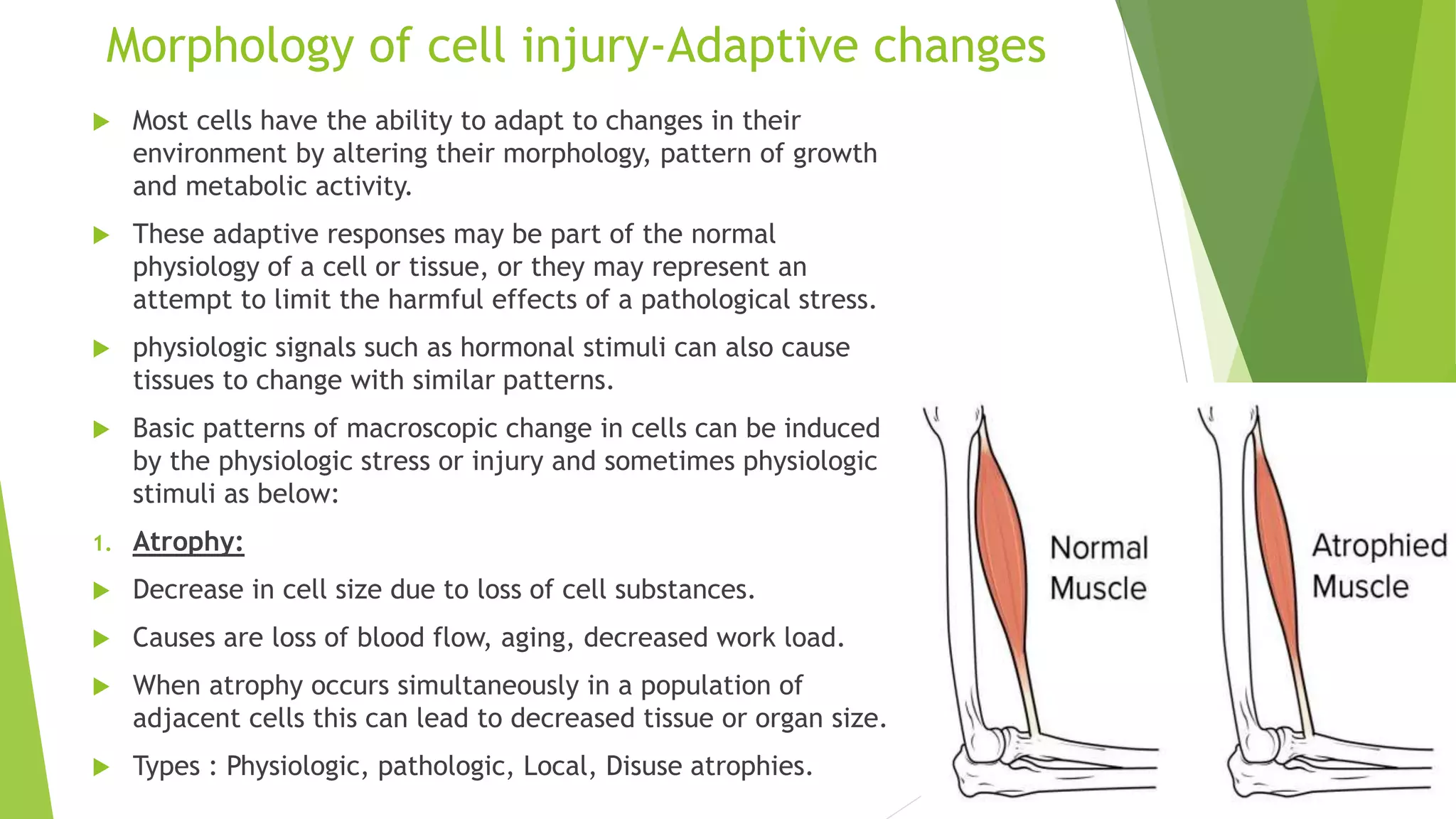 Cell injury | PPTX
