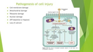 Cell injury | PPTX