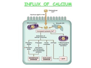 INFLUX OF CALCIUM
 