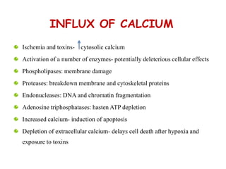 INFLUX OF CALCIUM
Ischemia and toxins- cytosolic calcium
Activation of a number of enzymes- potentially deleterious cellular effects
Phospholipases: membrane damage
Proteases: breakdown membrane and cytoskeletal proteins
Endonucleases: DNA and chromatin fragmentation
Adenosine triphosphatases: hasten ATP depletion
Increased calcium- induction of apoptosis
Depletion of extracellular calcium- delays cell death after hypoxia and
exposure to toxins
 